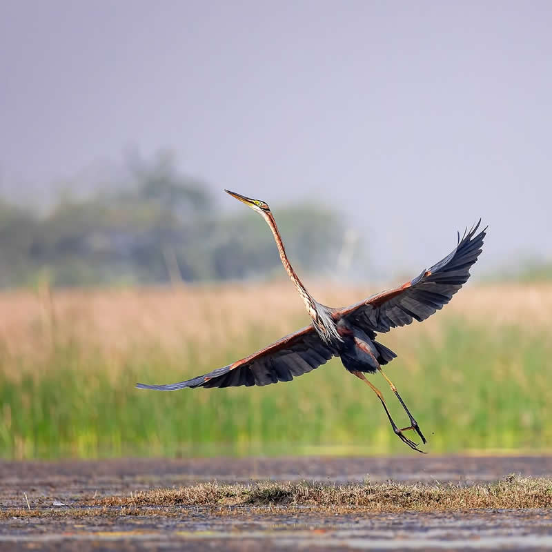 Inspiring Indian Bird Photography Gallery