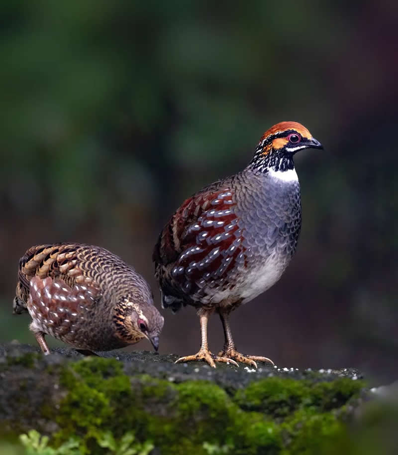 Inspiring Indian Bird Photography Gallery