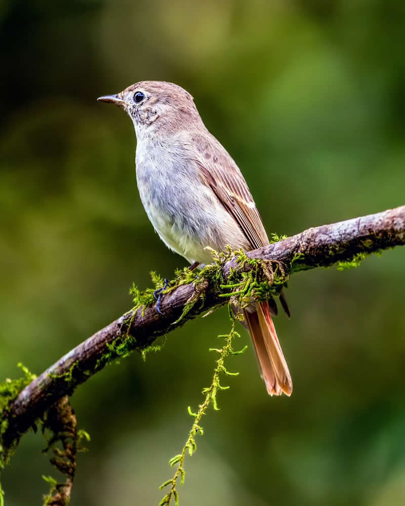 Inspiring Indian Bird Photography Gallery