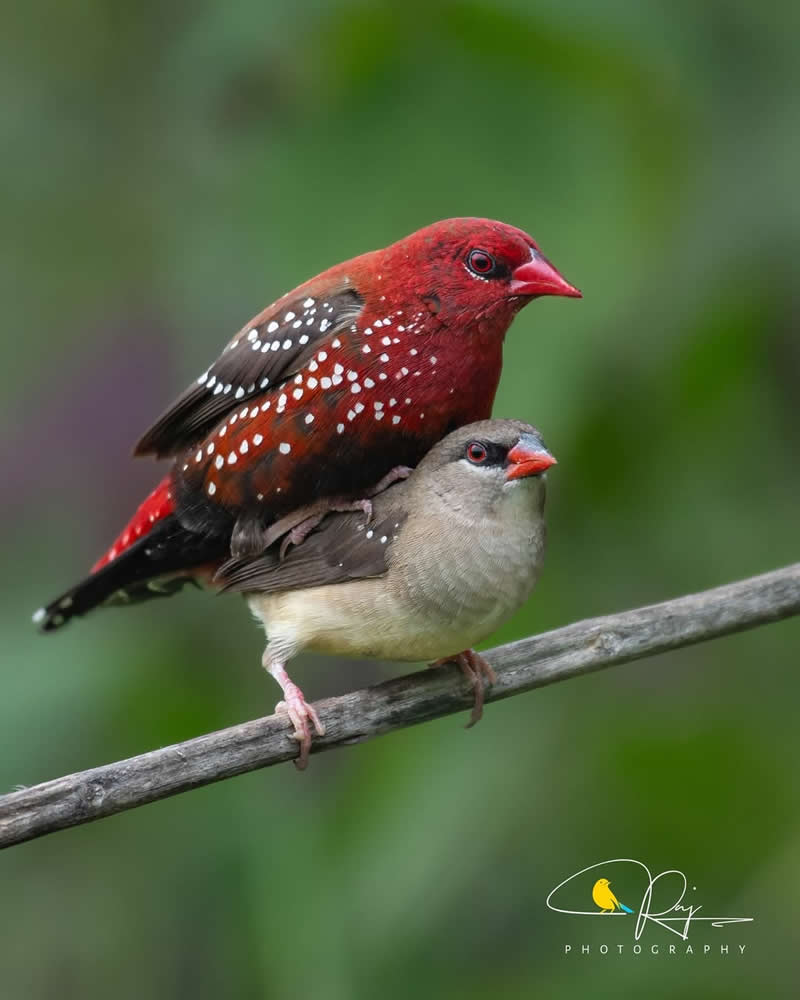 Inspiring Indian Bird Photography Gallery