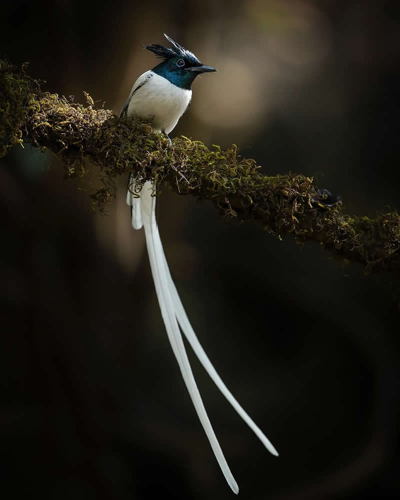 Inspiring Indian Bird Photography Gallery