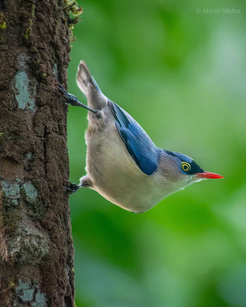 Inspiring Indian Bird Photography Gallery