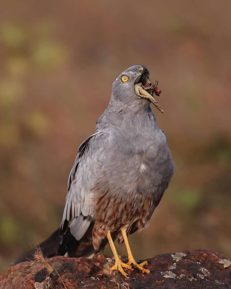 Inspiring Indian Bird Photography Gallery