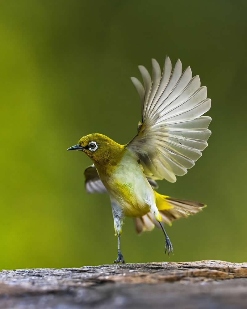 Inspiring Indian Bird Photography Gallery