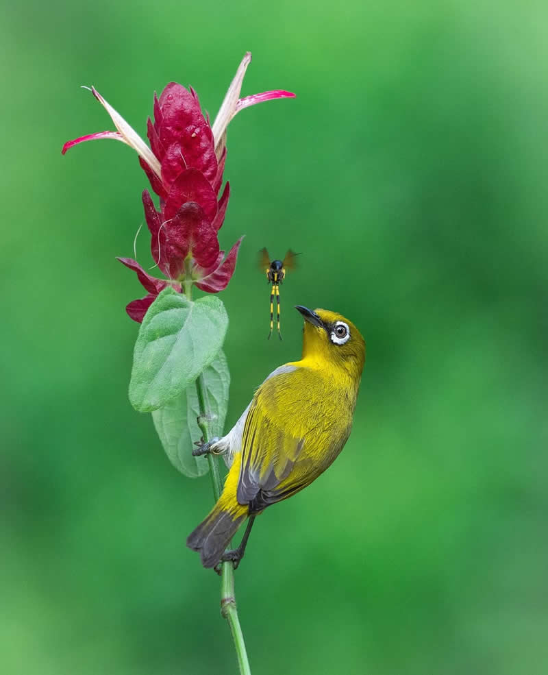 Inspiring Indian Bird Photography Gallery