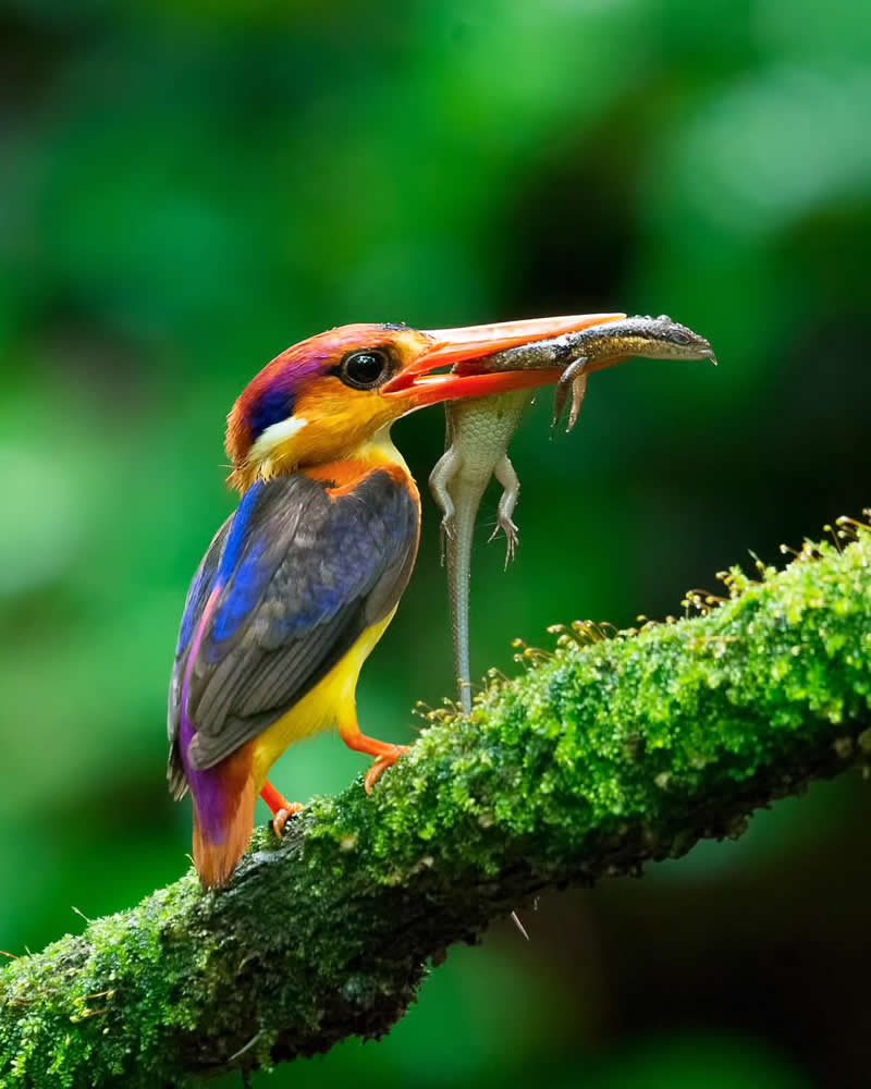 Inspiring Indian Bird Photography Gallery