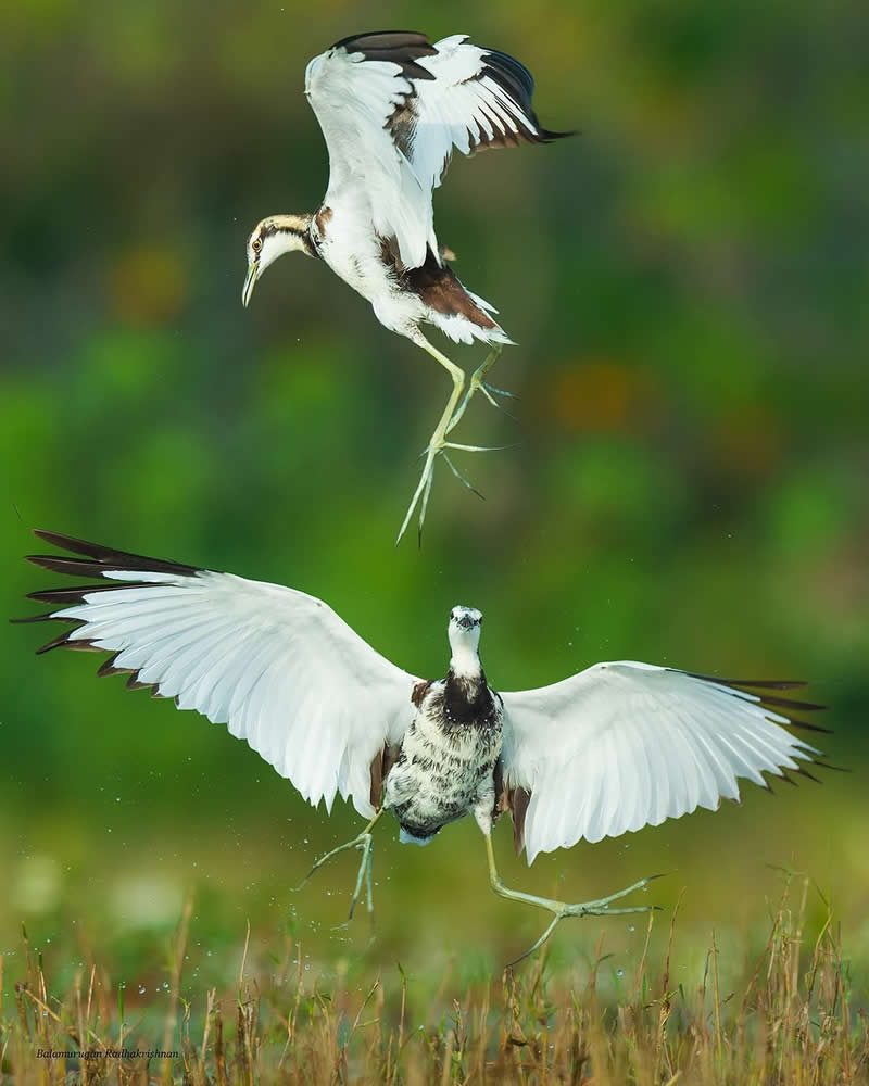 Inspiring Indian Bird Photography Gallery