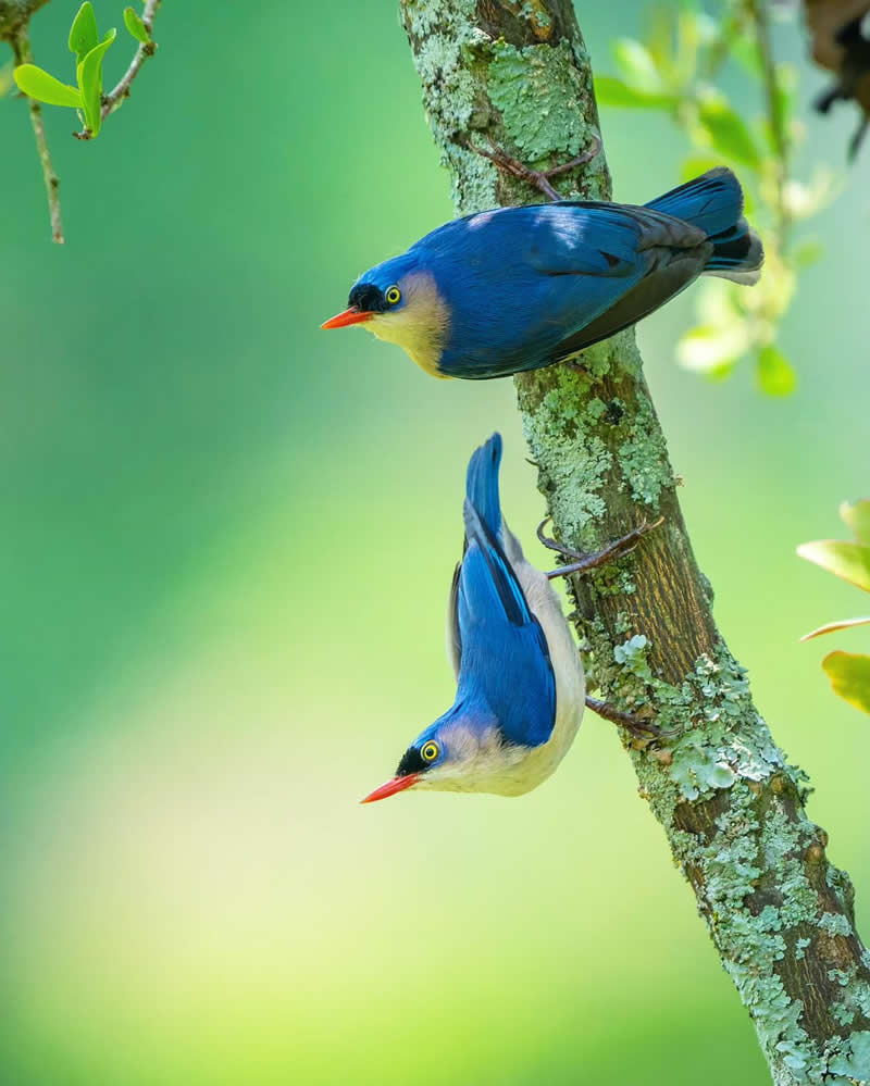 Inspiring Indian Bird Photography Gallery