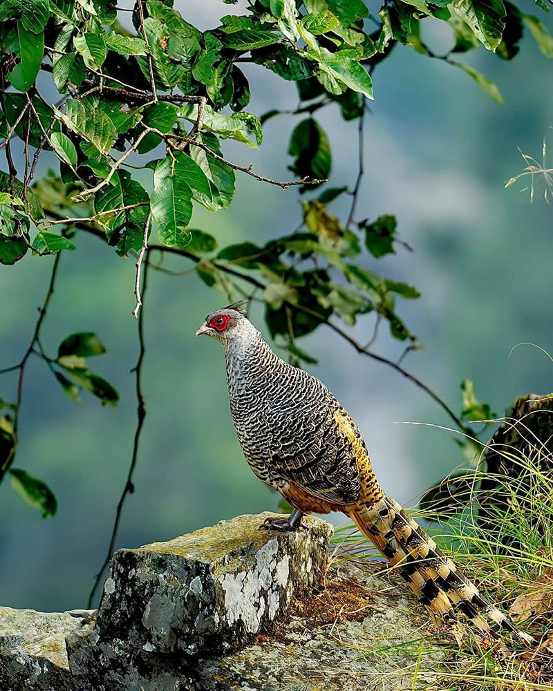 Inspiring Indian Bird Photography Gallery