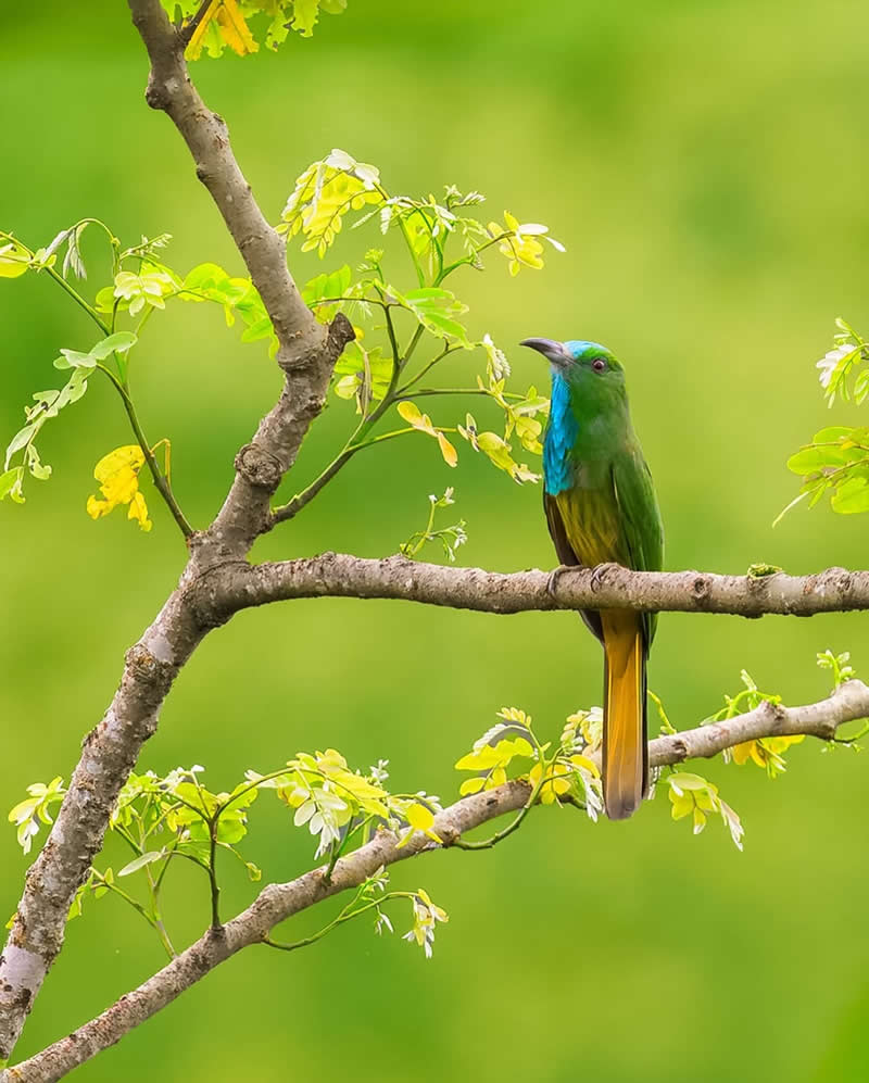 Inspiring Indian Bird Photography Gallery