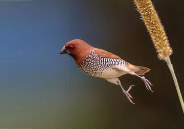 Inspiring Indian Bird Photography Gallery