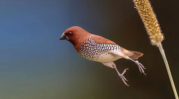 Inspiring Indian Bird Photography Gallery