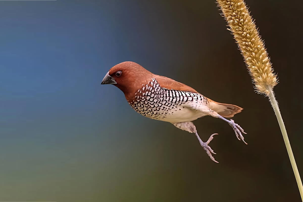 Inspiring Indian Bird Photography Gallery