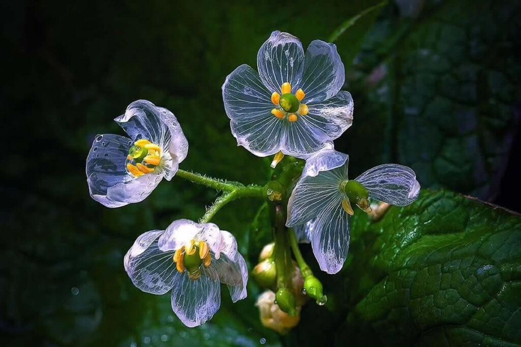 Macro Photography