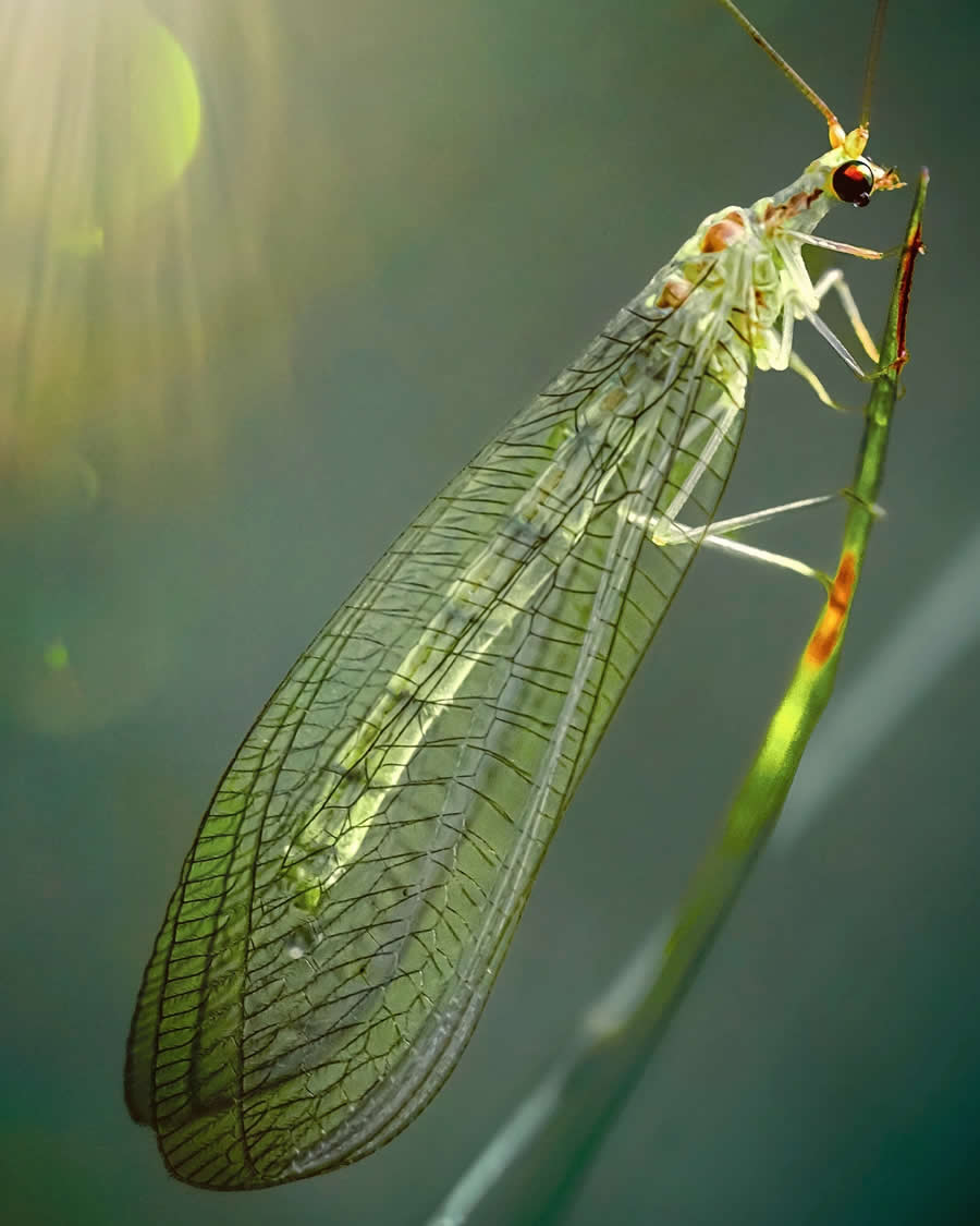 Macro Photography by Maryna Sydorenko