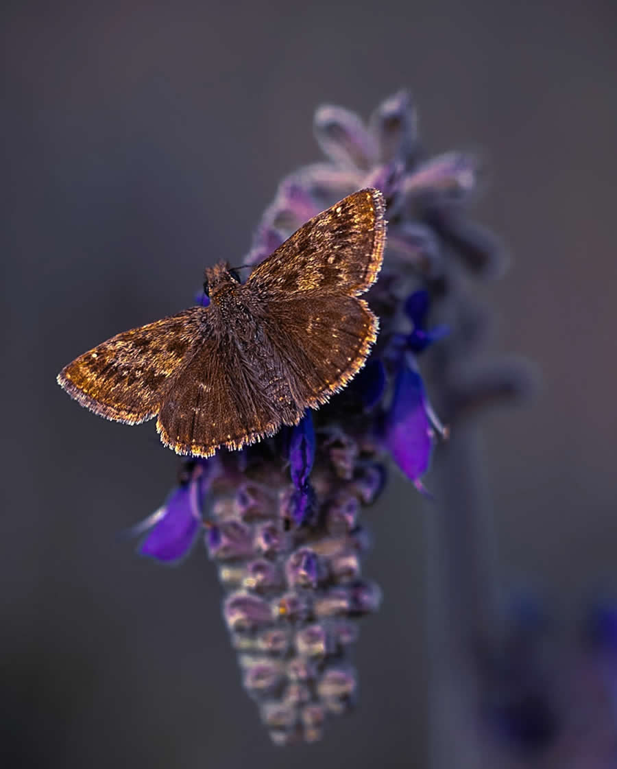 Macro Photography by Maryna Sydorenko