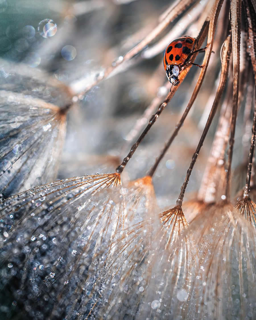 Macro Photography by Maryna Sydorenko