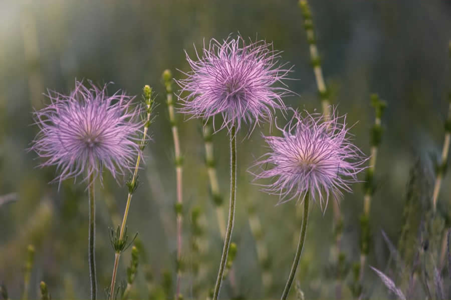 Macro Photography by Maryna Sydorenko