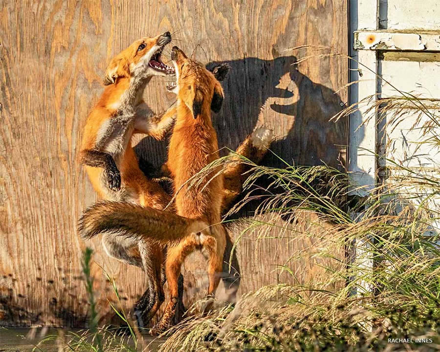 National Wildlife Photo Contest Winners