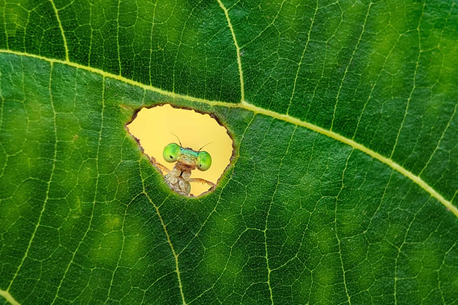 Nature InFocus Photography Awards 2024 Winners