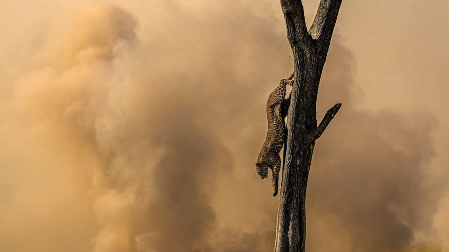 Nature InFocus Photography Awards 2024 Winners