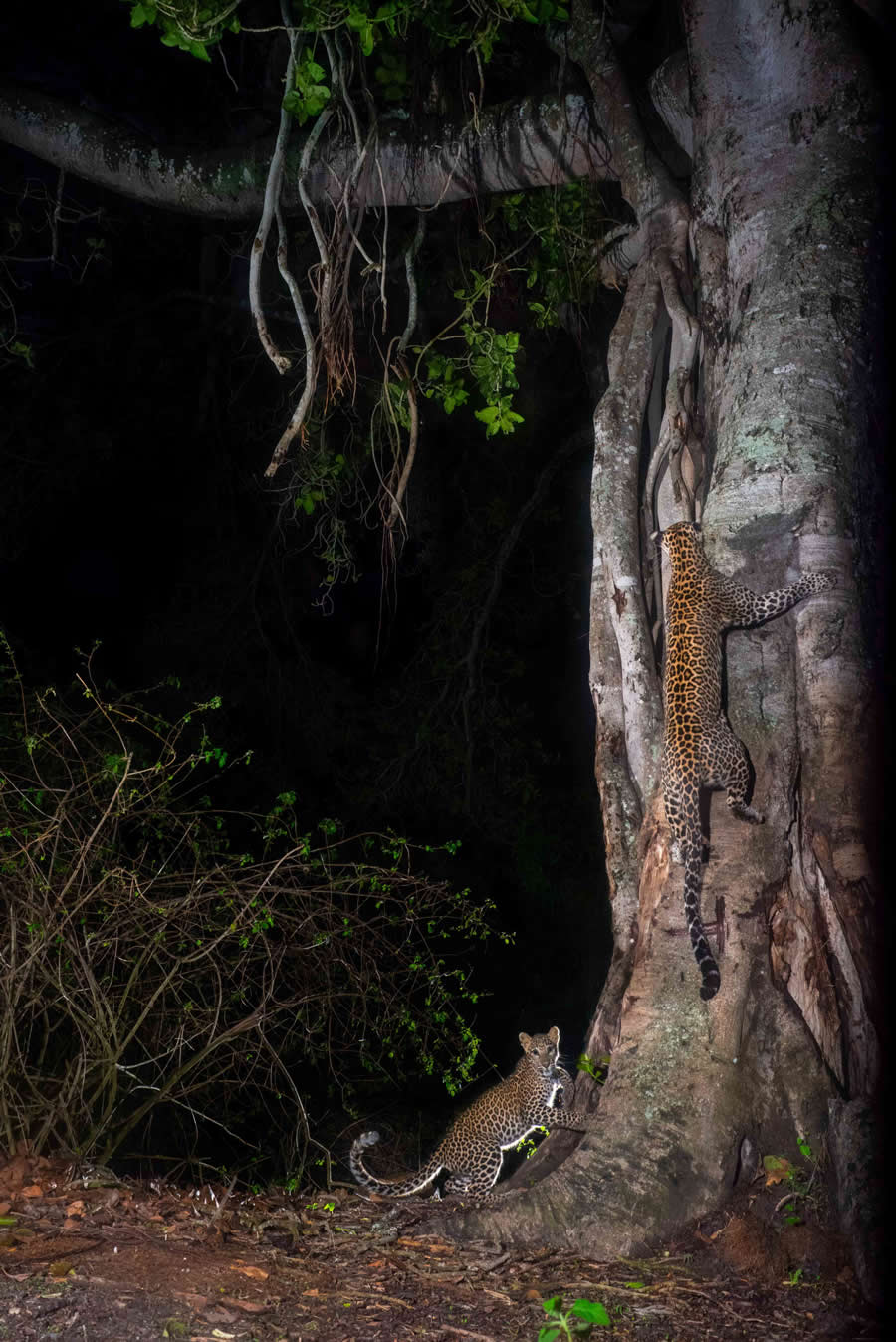 Nature InFocus Photography Awards 2024 Winners