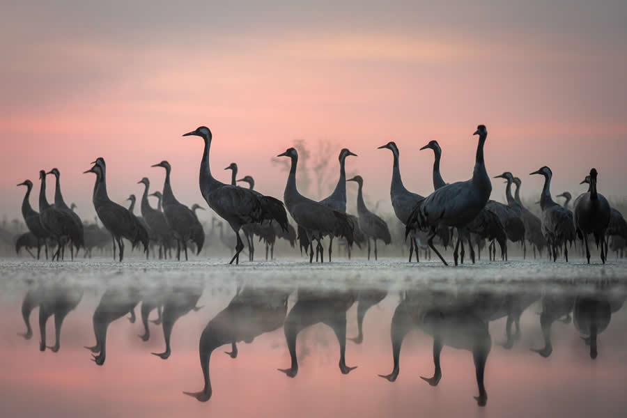 Nature InFocus Photography Awards 2024 Winners