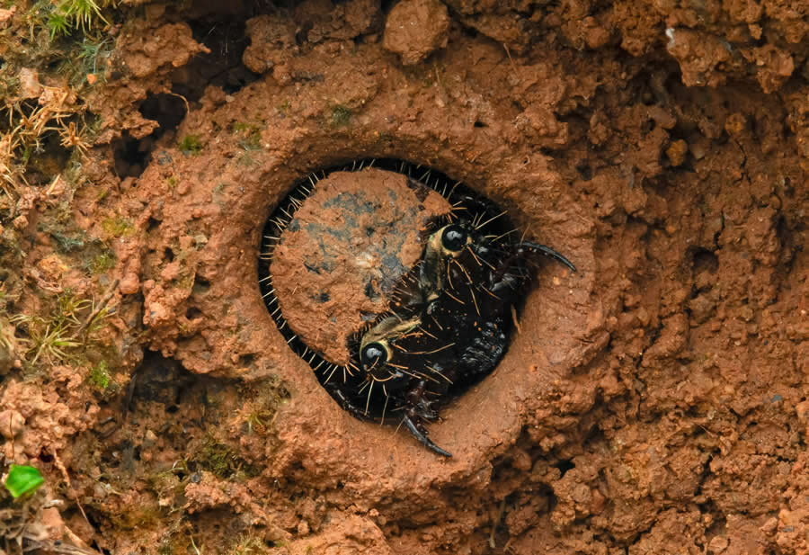 Nature InFocus Photography Awards 2024 Winners