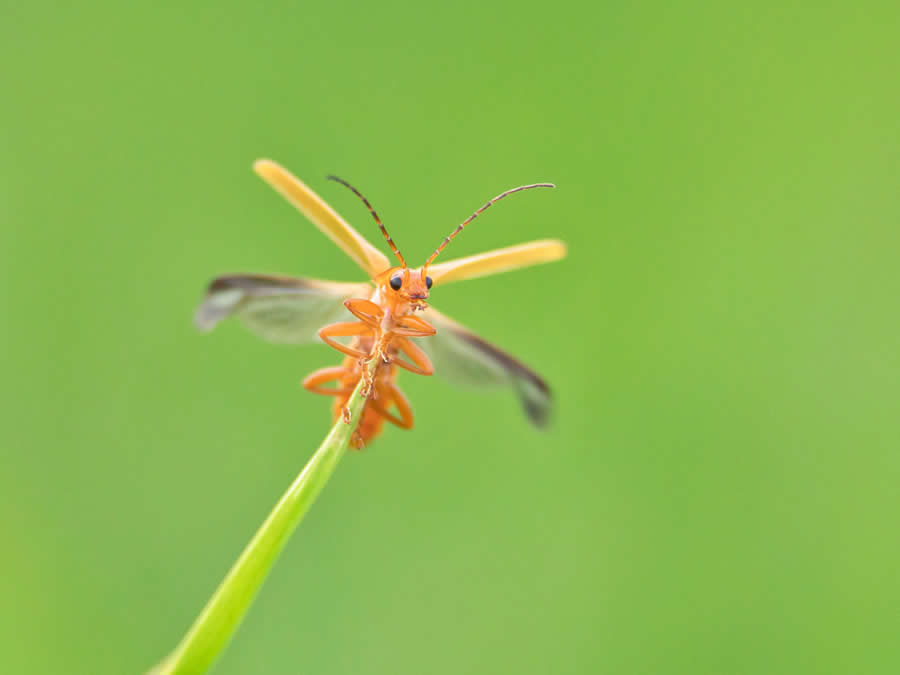 2024 Royal Entomological Society Photography Contest Winners