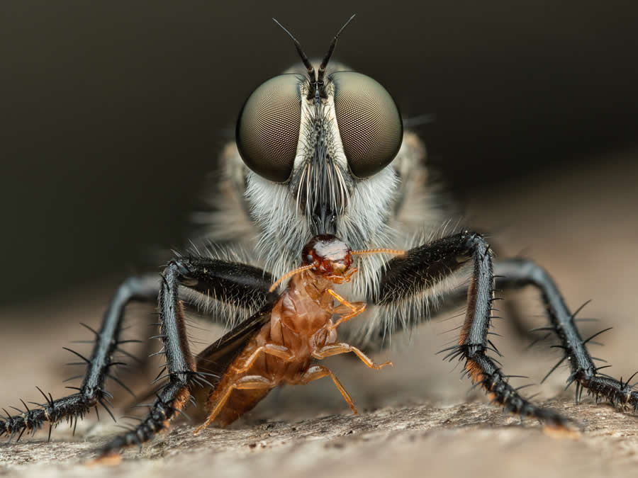 2024 Royal Entomological Society Photography Contest Winners