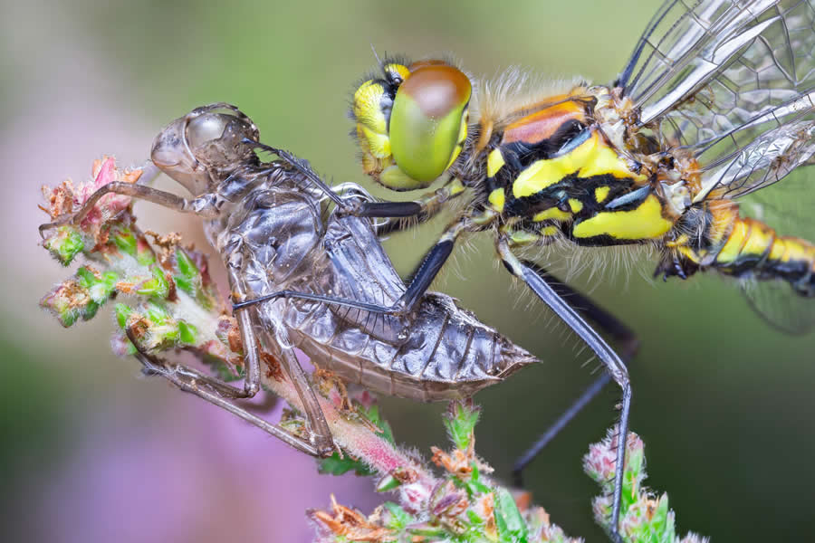 2024 Royal Entomological Society Photography Contest Winners