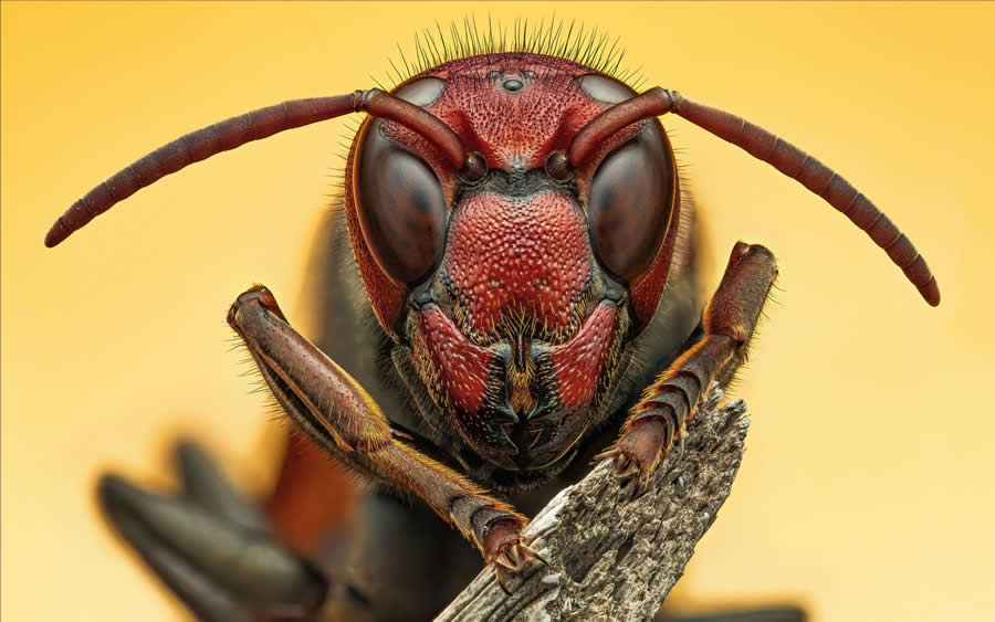 2024 Royal Entomological Society Photography Contest Winners