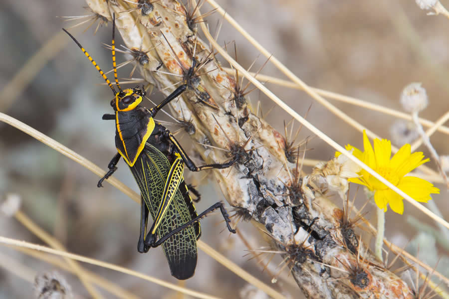 2024 Royal Entomological Society Photography Contest Winners