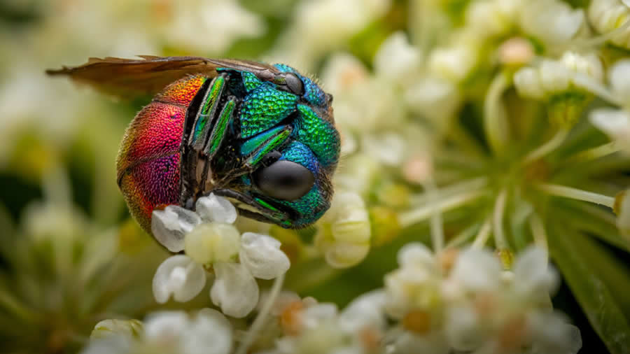 2024 Royal Entomological Society Photography Contest Winners