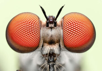 2024 Royal Entomological Society Photography Contest Winners