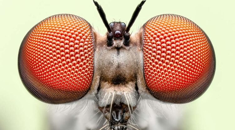 2024 Royal Entomological Society Photography Contest Winners