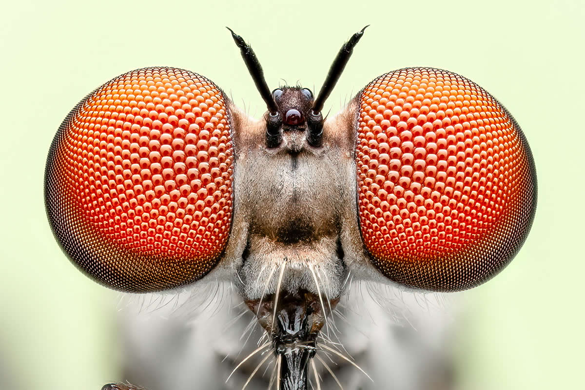 2024 Royal Entomological Society Photography Contest Winners