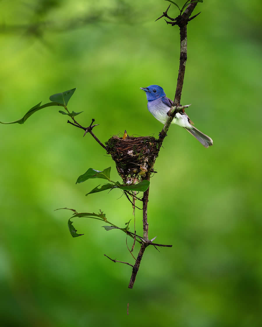 Indian Wildlife Photography by Sadha Sayed