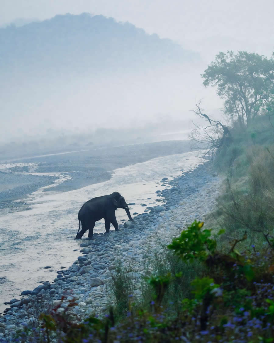 Indian Wildlife Photography by Sadha Sayed