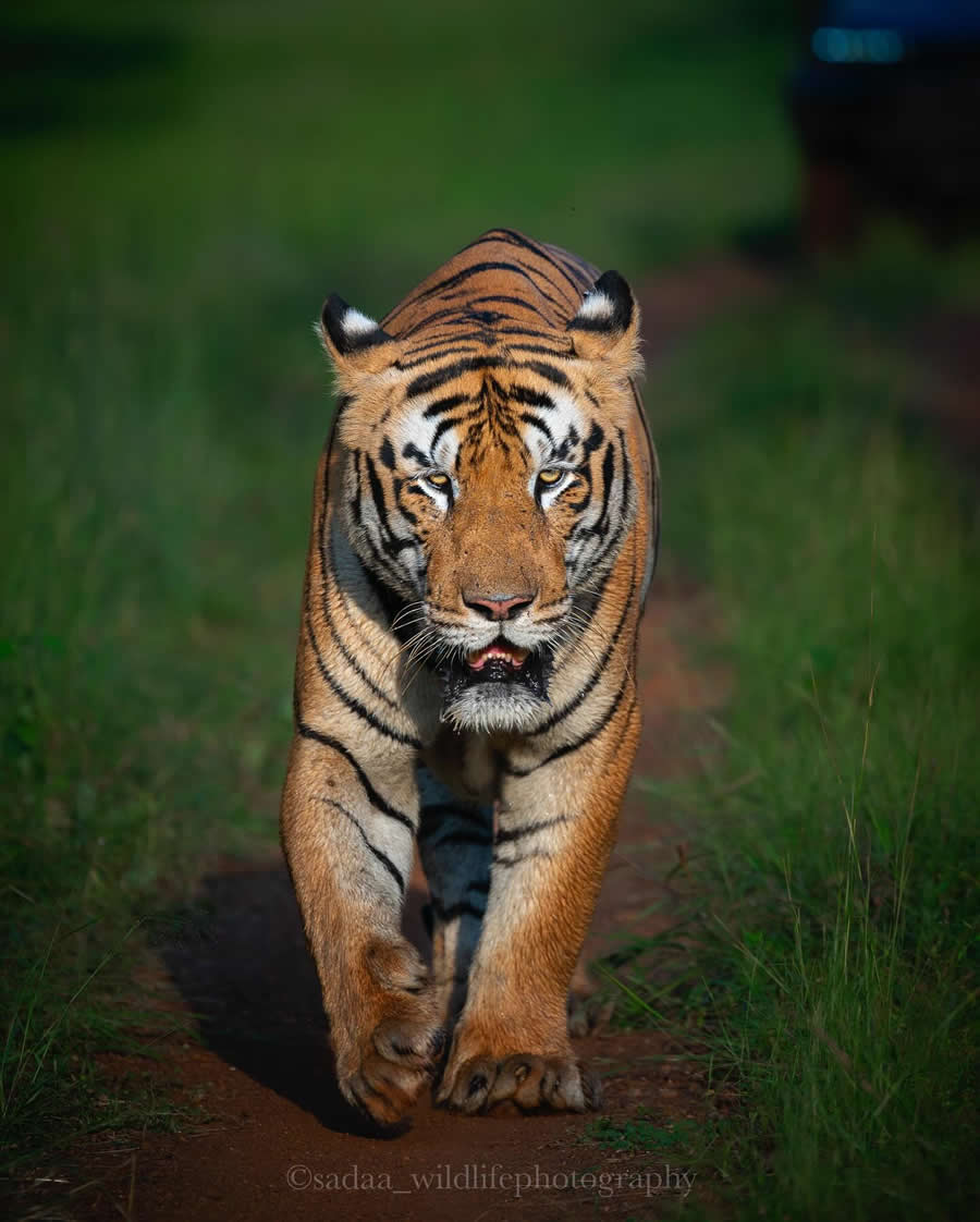 Indian Wildlife Photography by Sadha Sayed