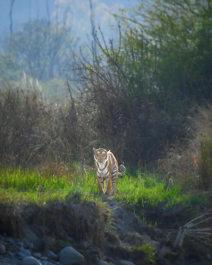 Indian Wildlife Photography by Sadha Sayed