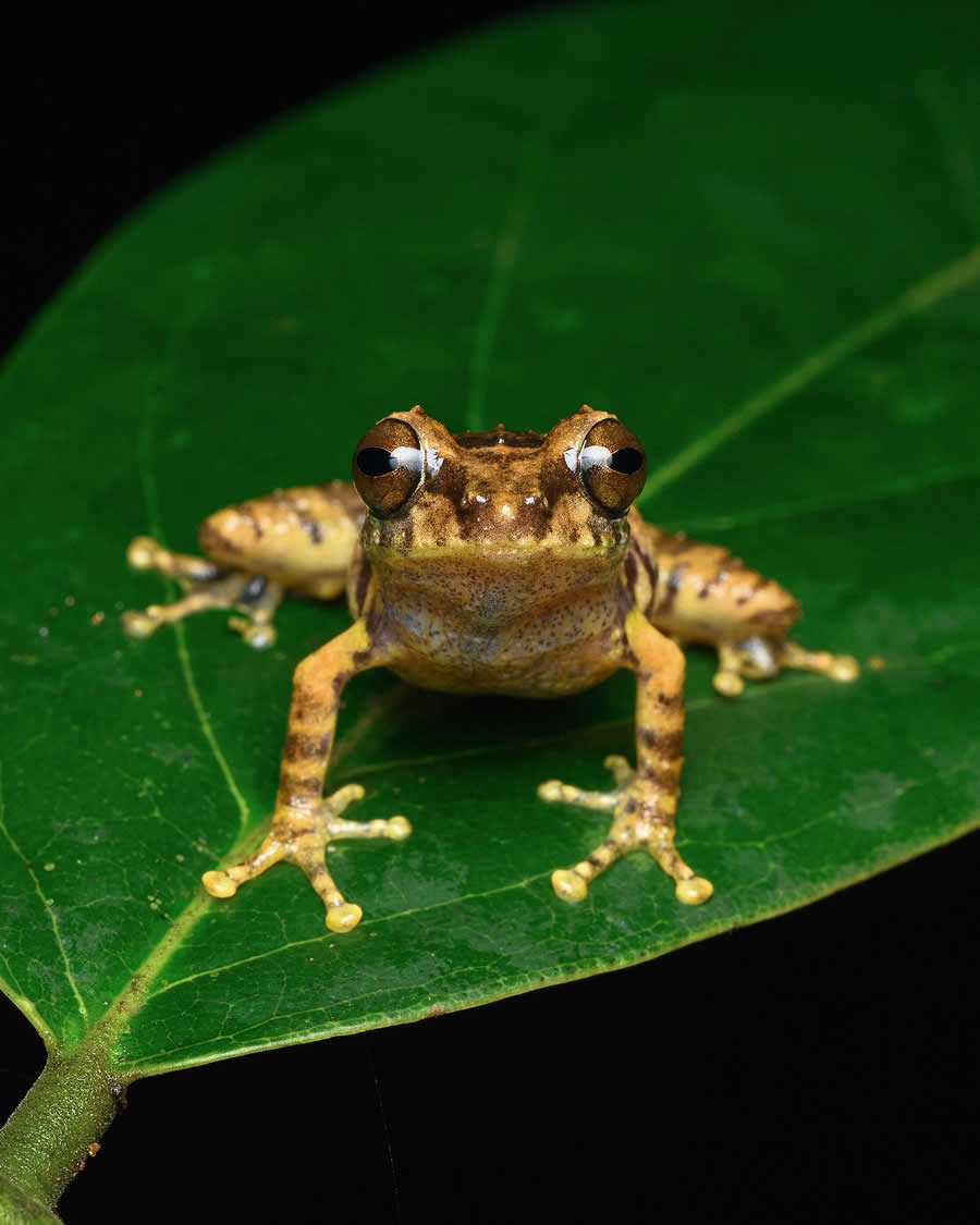 Indian Wildlife Photography by Sadha Sayed