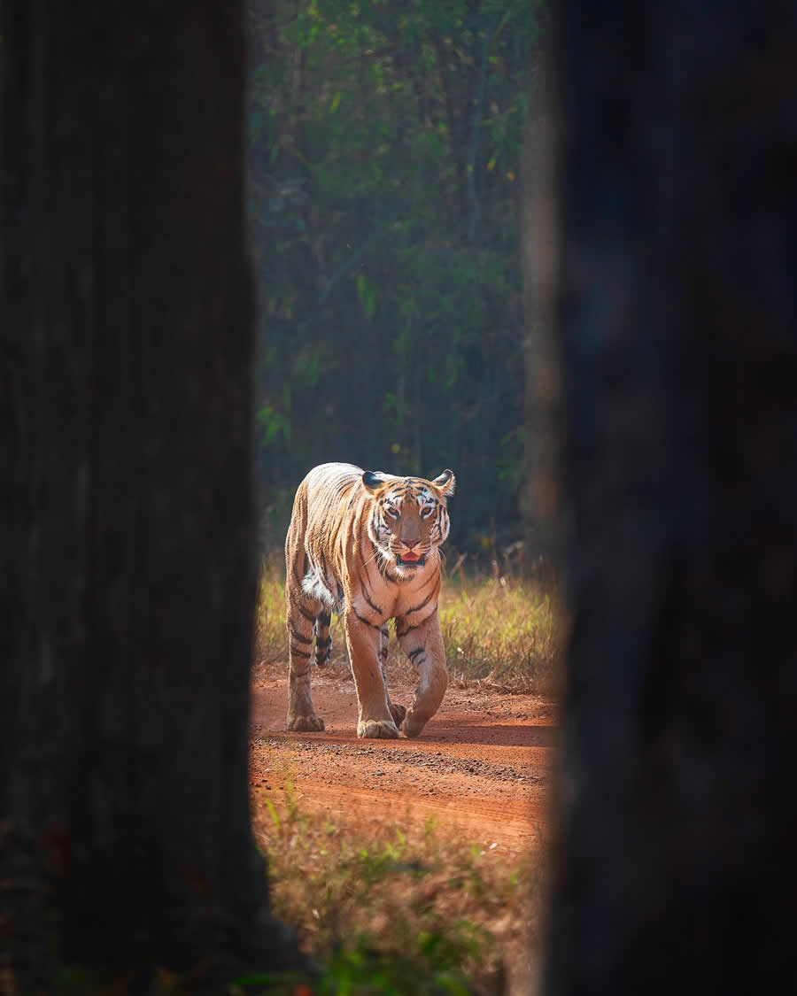 Indian Wildlife Photography by Sadha Sayed