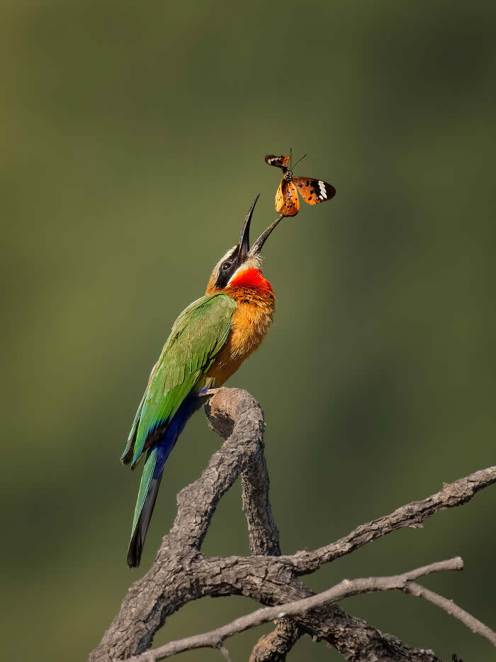 Best Photos from the SINWP Bird Photographer of the Year 2024