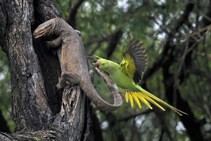 Best Photos from the SINWP Bird Photographer of the Year 2024