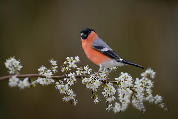 Best Photos from the SINWP Bird Photographer of the Year 2024