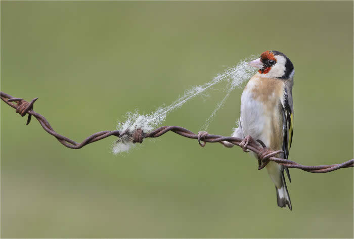 Best Photos from the SINWP Bird Photographer of the Year 2024