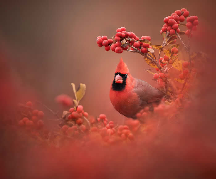 Best Photos from the SINWP Bird Photographer of the Year 2024