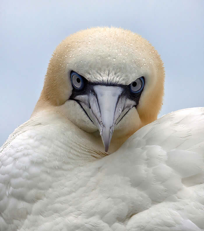 Best Photos from the SINWP Bird Photographer of the Year 2024