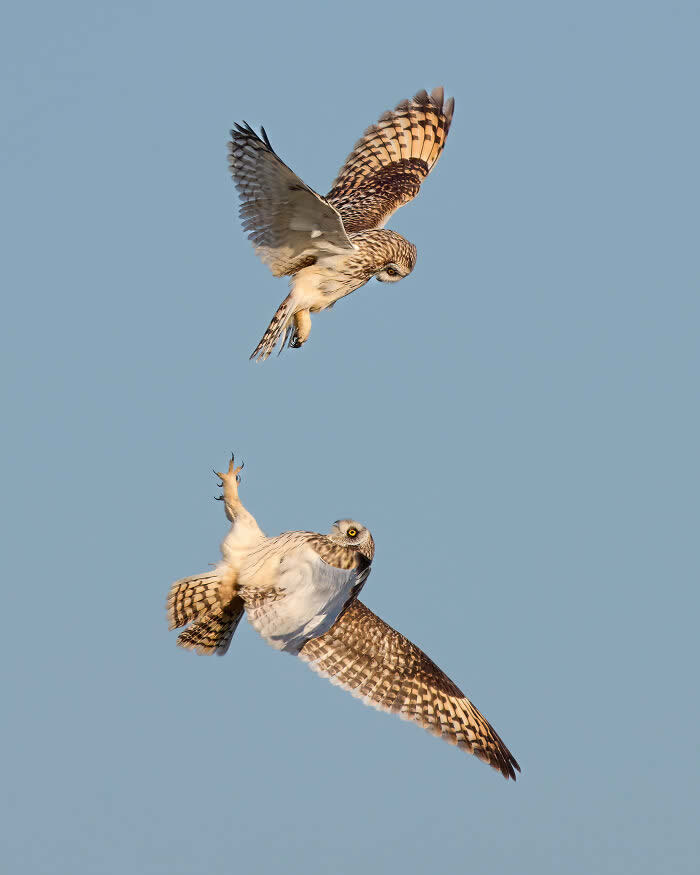 Best Photos from the SINWP Bird Photographer of the Year 2024